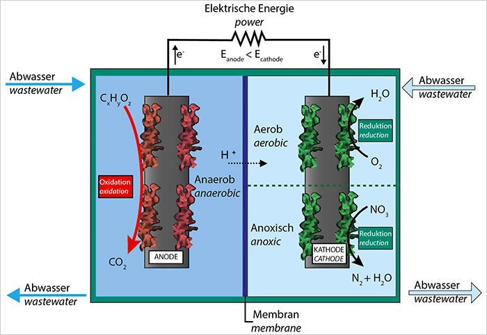 Funktionsprinzip der bio-elektrochemischen Brennstoffzelle.